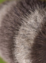 Trixiwoo raccoon